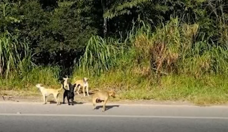 Campo das Vertentes: pelo menos 20 cachorros são abandonados em rodovia