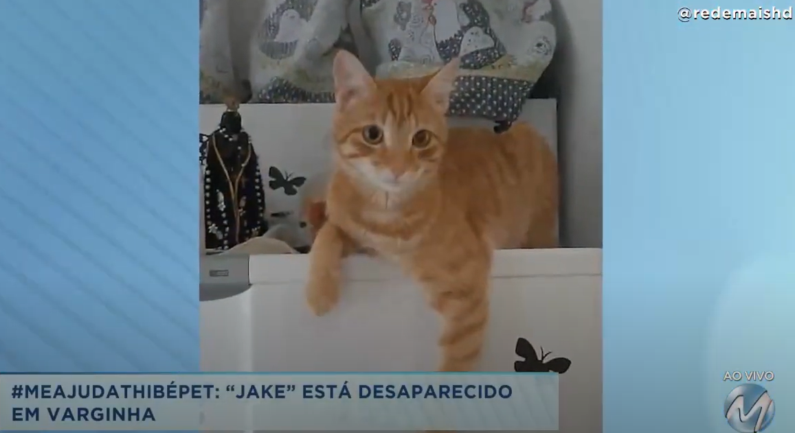 #MEAJUDATHIBÉPET​: gatinho “Jake” está desaparecido em Varginha