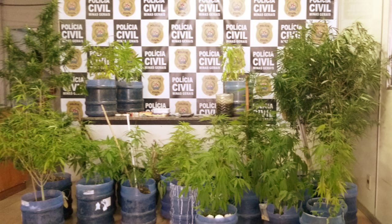 Juiz de Fora: 21 pés de maconha apreendidos na casa de ex-auditor da Receita Estadual
