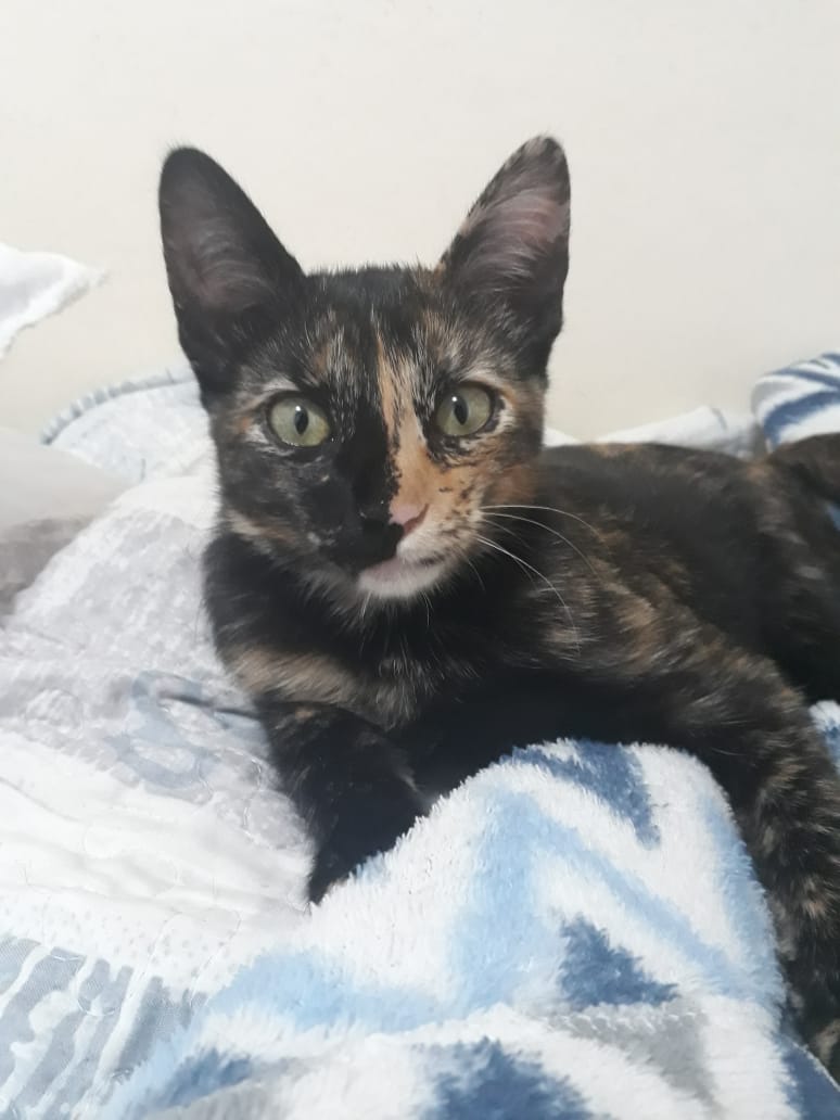 #MeAjudaThibéPet: “Cacau” está sendo procurada em Varginha