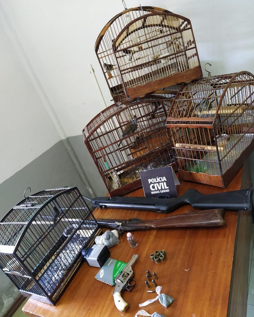 Andrelândia: polícia apreende pássaros, munição e armas na casa de suspeito de furto