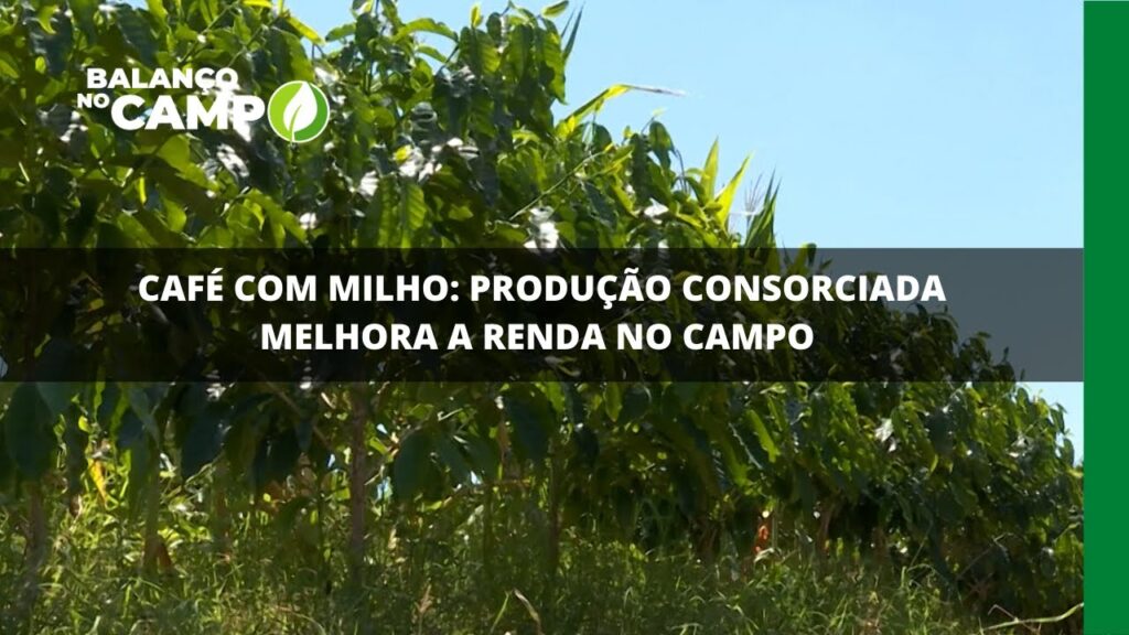 Café com milho: produção consorciada melhora a renda no campo