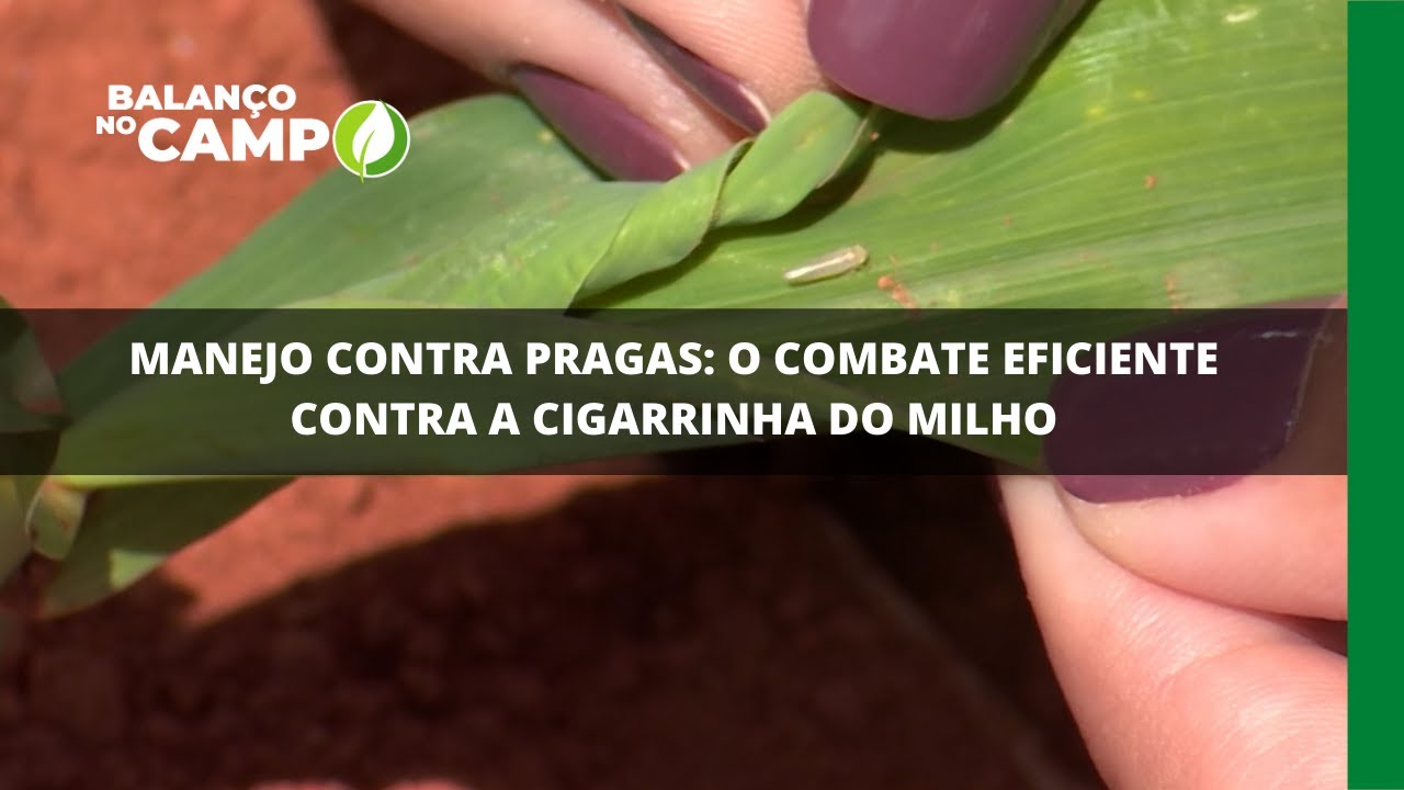 Manejo contra pragas: o combate eficiente contra a cigarrinha do milho