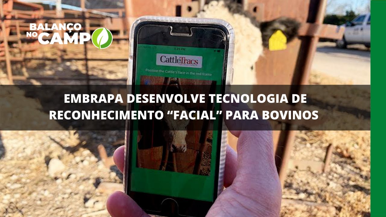 Embrapa desenvolve tecnologia de reconhecimento “facial” para bovinos