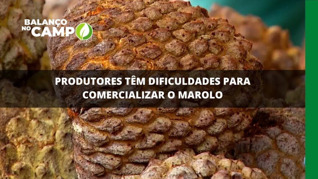 Produtores têm dificuldades para comercializar o marolo