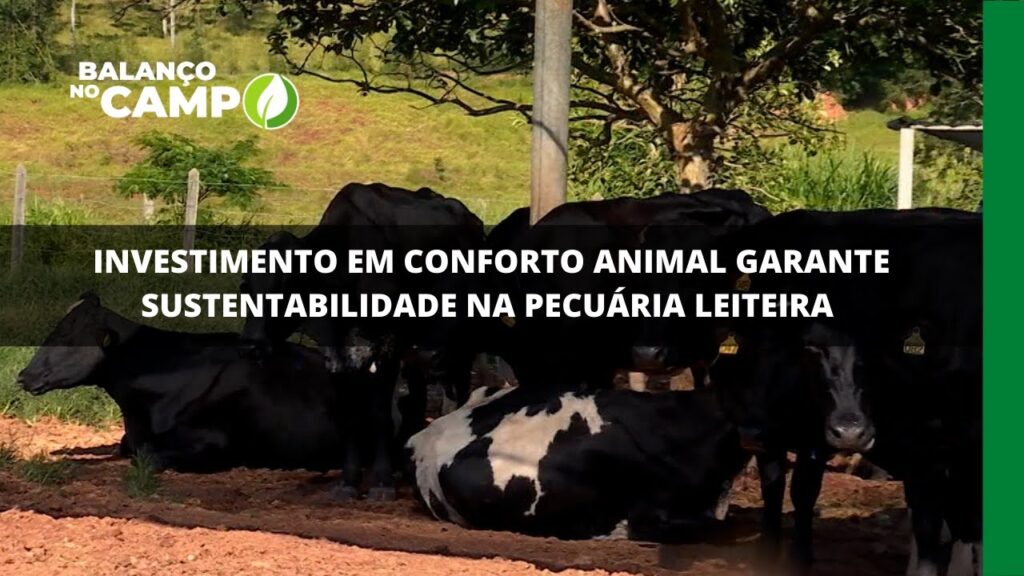 Investimento em conforto animal garante sustentabilidade na pecuária leiteira