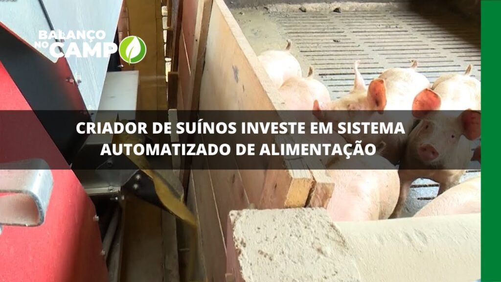 Criador de suínos investe em sistema automatizado de alimentação