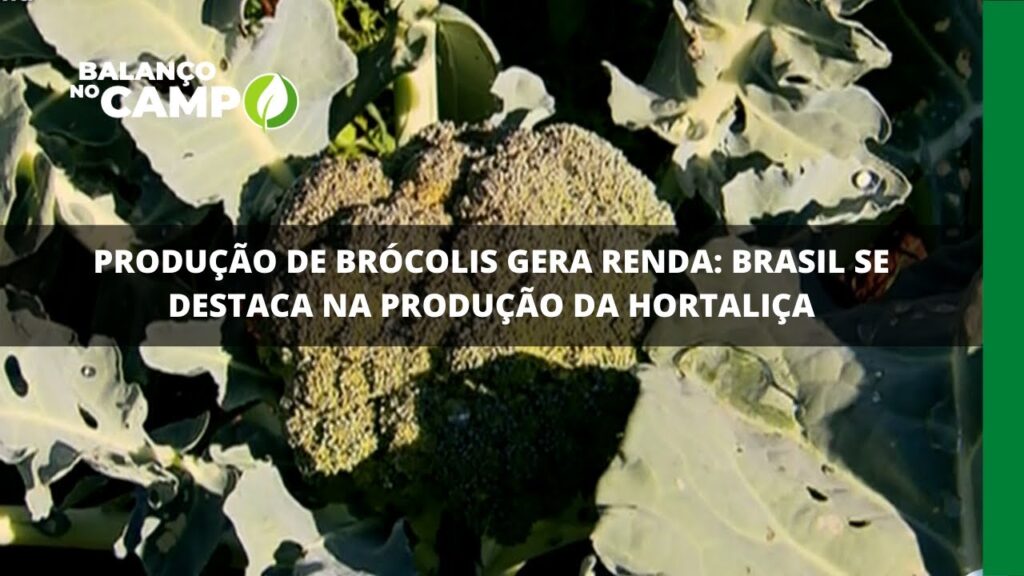 Produção de brócolis gera renda: brasil se destaca na produção da hortaliça