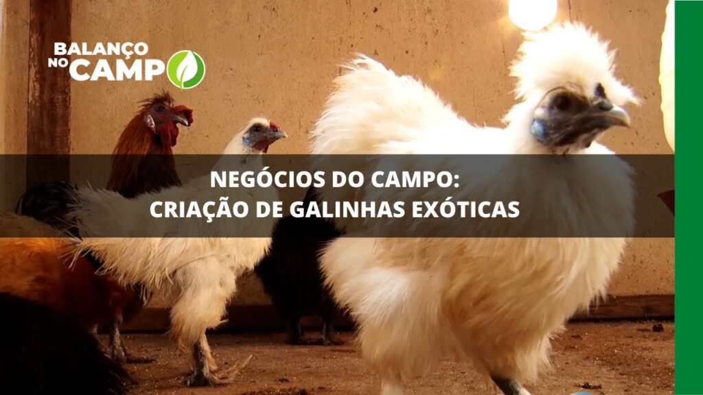 Negócios do campo: criação de galinhas exóticas