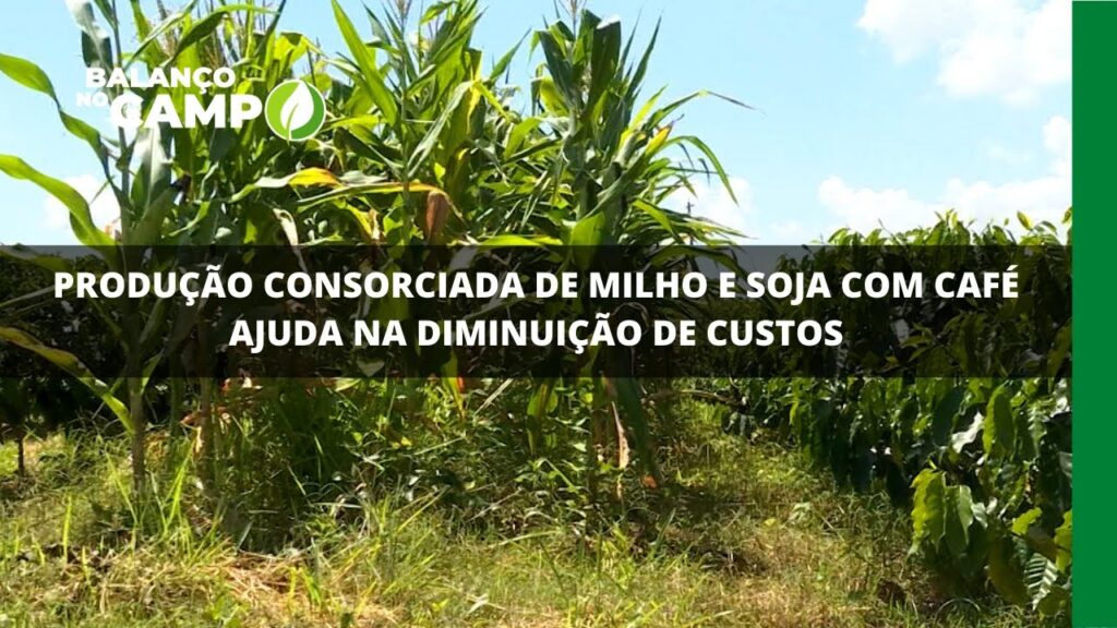 Produção consorciada de milho e soja com café ajuda na diminuição de custos