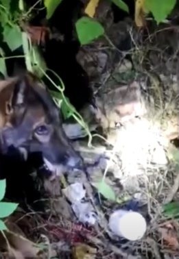 Faro policial: cadela Raja encontra drogas no quintal de uma casa