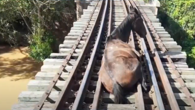 Andando na linha: cavalo é resgatado em Montes Claros