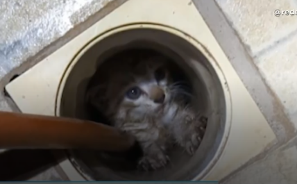 Gatinho fica preso dentro de ralo de casa em Varginha