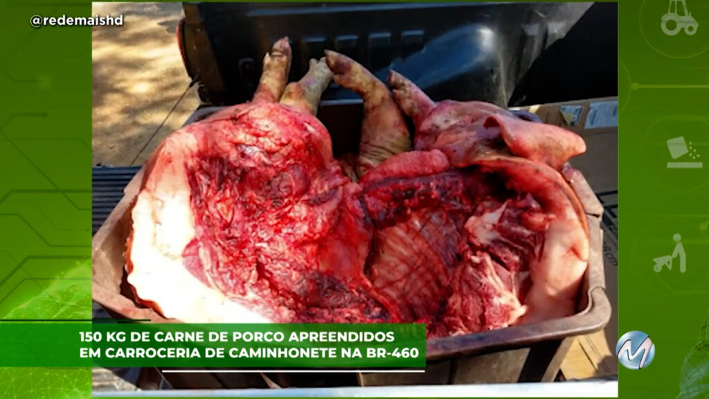 150 KG de carne de porco apreendidos em carroceria de caminhonete na BR-460.