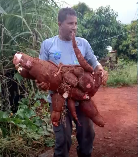 Francisco Sá: homem colhe mandioca com mais de 30 kg