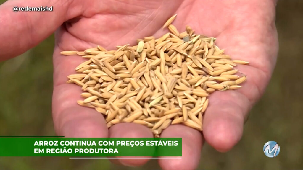 Arroz continua com preços estáveis em região produtora