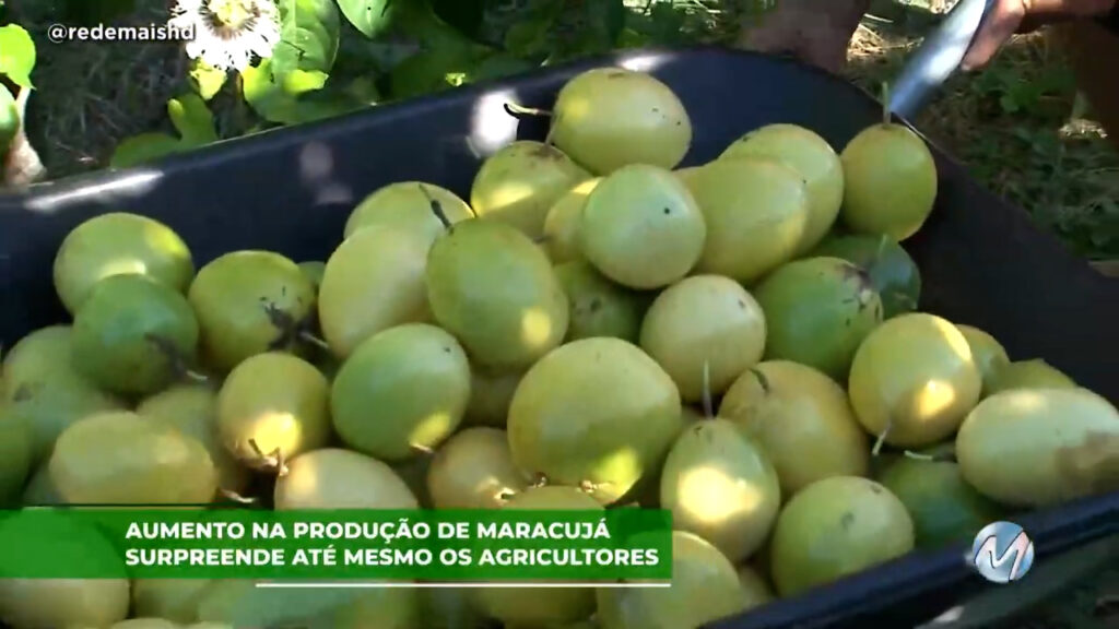 Aumento na produção de maracujá surpreende até mesmo os agricultores