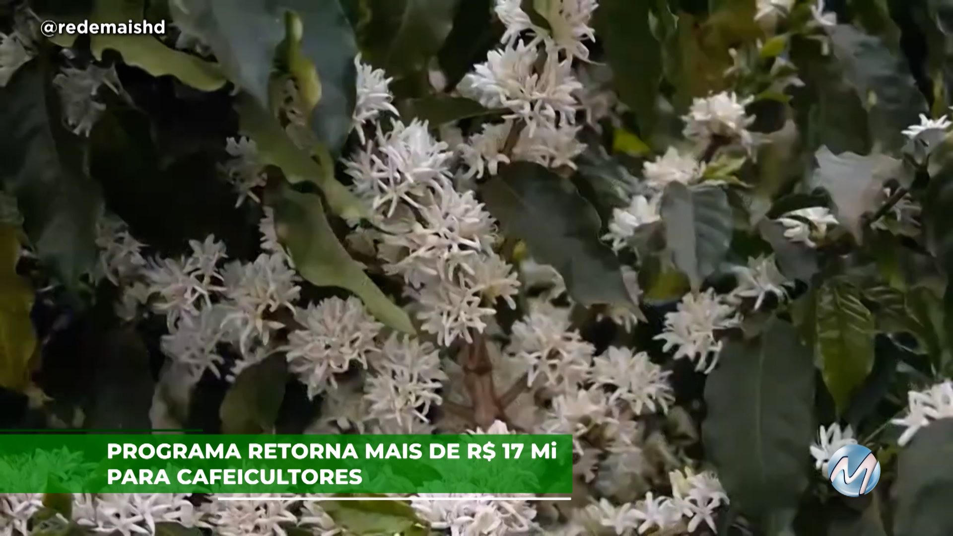 Programa retorna mais de R$ 17 mi para cafeicultores