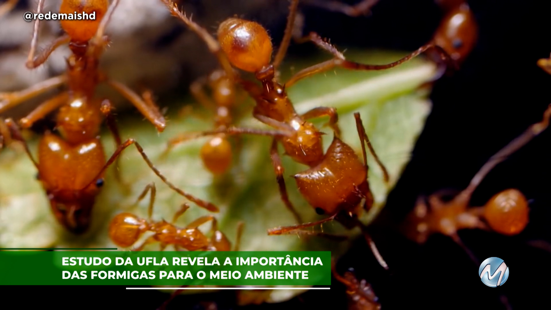 Estudo da Ufla revela a importância das formigas para o meio ambiente