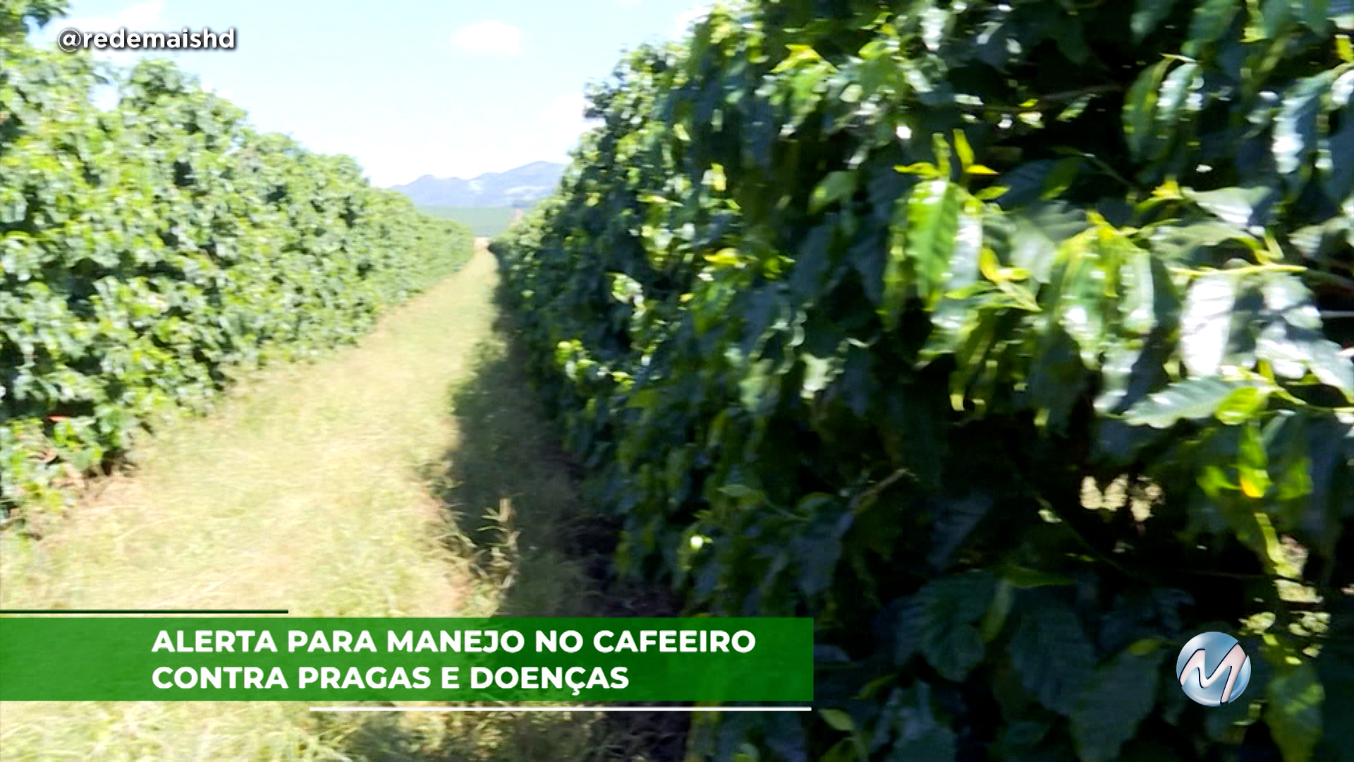 Alerta para manejo no cafeeiro contra pragas e doenças