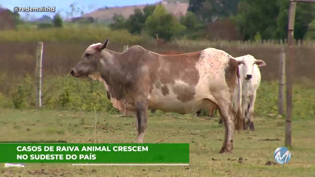 Casos de raiva animal crescem no sudeste do país