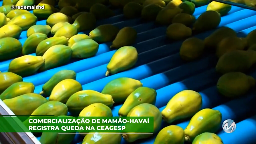 Comercialização de mamão-havaí registra queda na CEAGESP