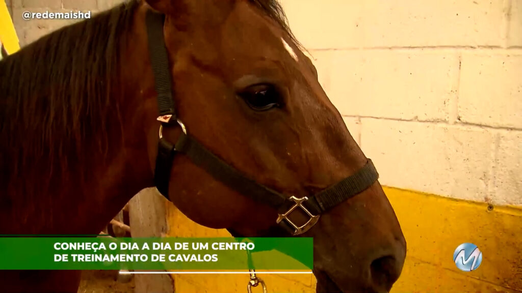 Conheça o dia a dia de um centro de treinamento de cavalos