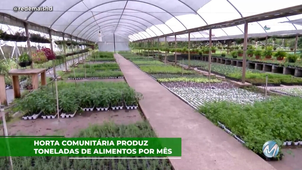 Horta comunitária produz toneladas de alimentos por mês