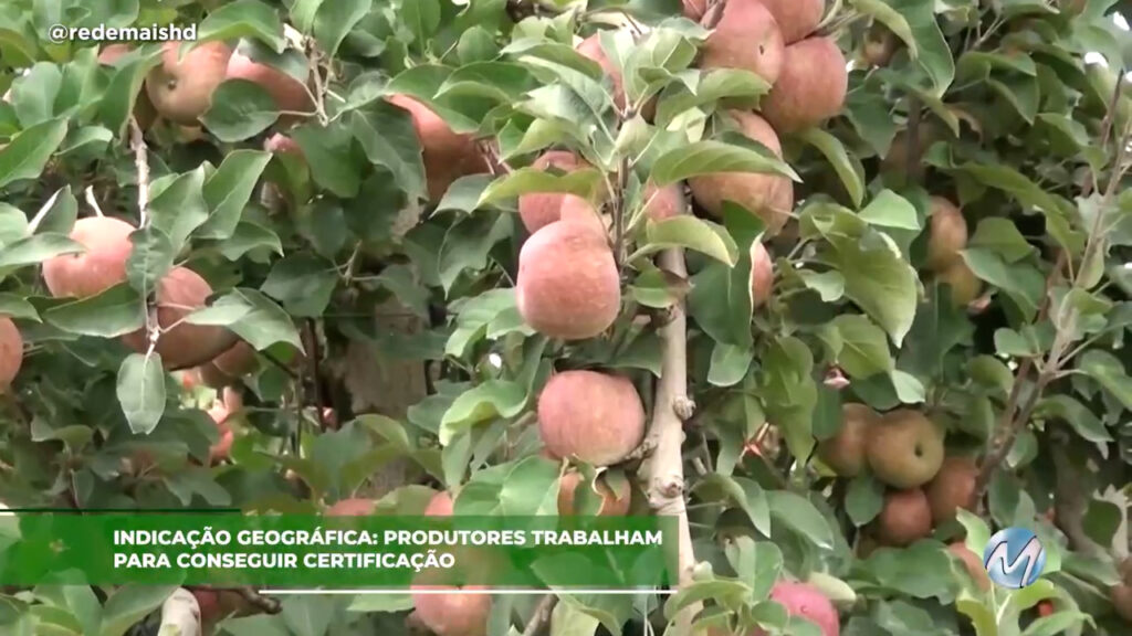 Indicação geográfica: Produtores trabalham para conseguir certificação