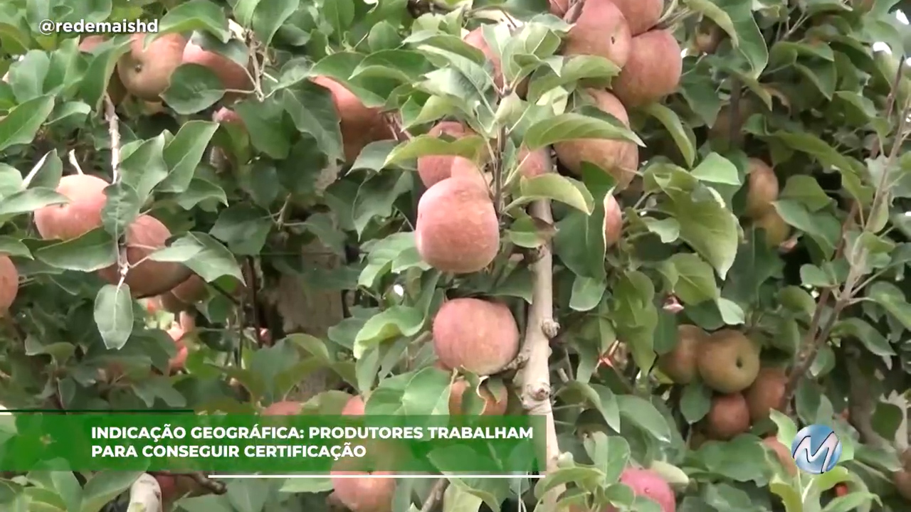 Indicação geográfica: Produtores trabalham para conseguir certificação