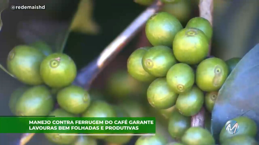 Manejo contra ferrugem do café garante lavouras bem folhadas e produtivas.