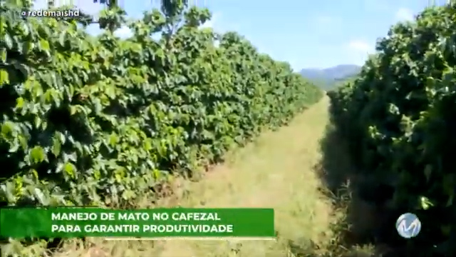 Manejo de mato no cafezal para garantir produtividade