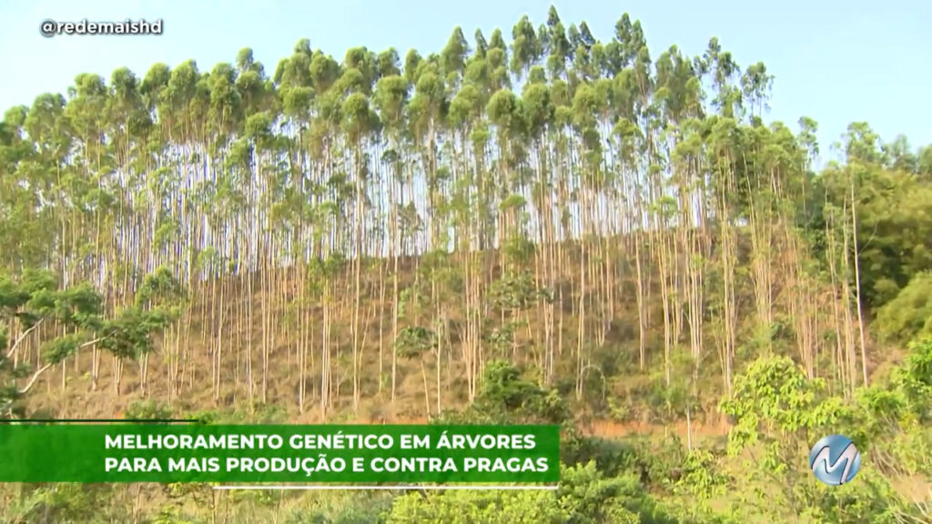 Melhoramento genético em árvores para mais produção e menos pragas.