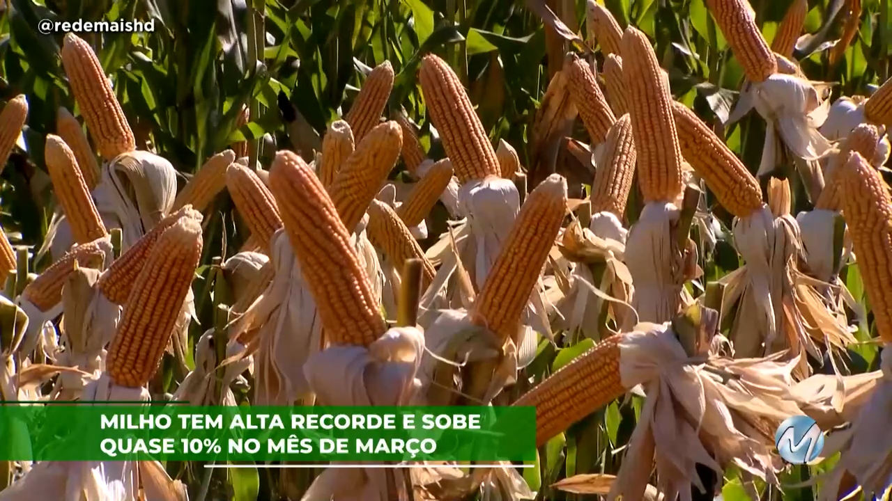 Milho tem alta recorde e sobe quase 10% no mês de março