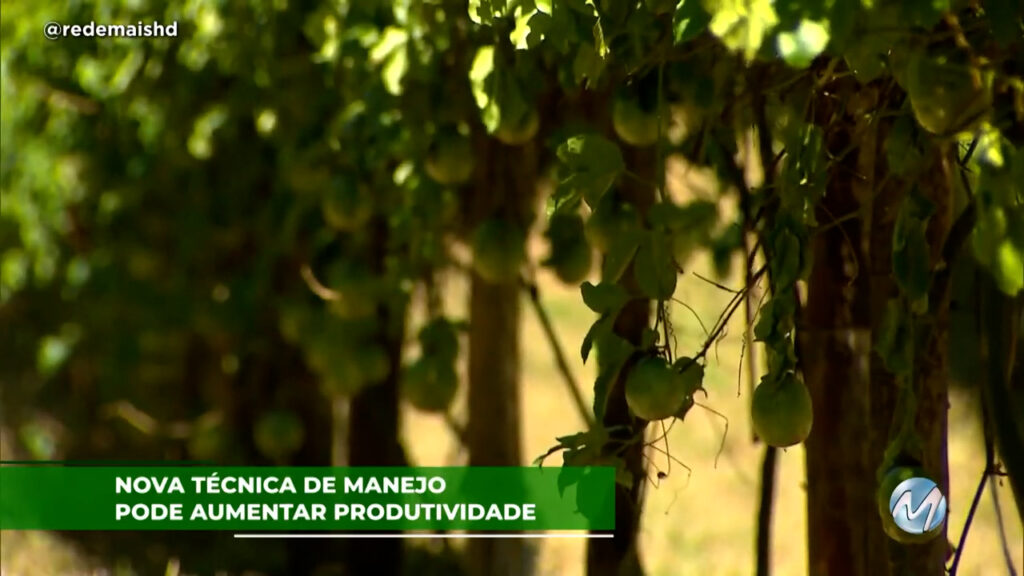 Nova técnica de manejo pode aumentar produtividade