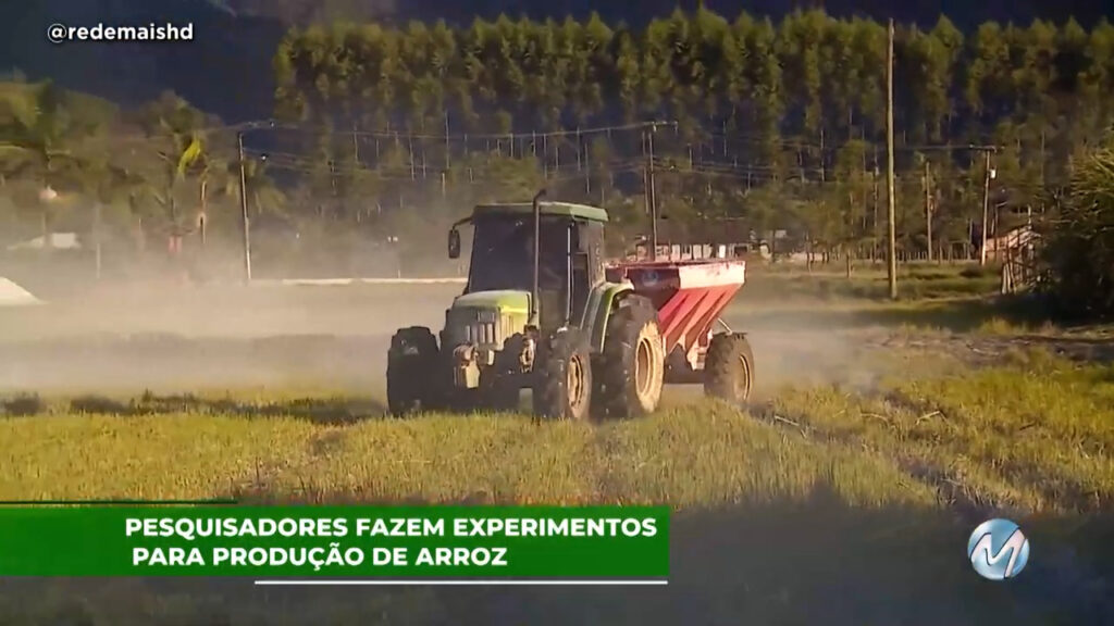 Pesquisadores fazem experimentos para produção de arroz