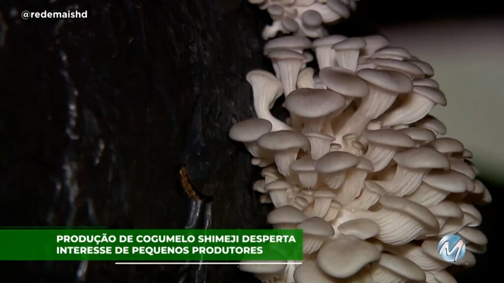 Produção de cogumelo shimeji desperta interesse de pequenos produtores