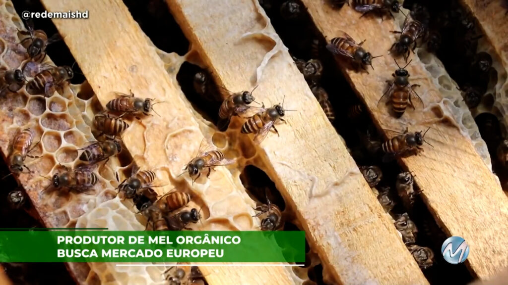 Produtor de mel orgânico busca mercado europeu.