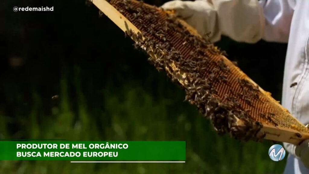 Produtor de mel orgânico busca mercado europeu