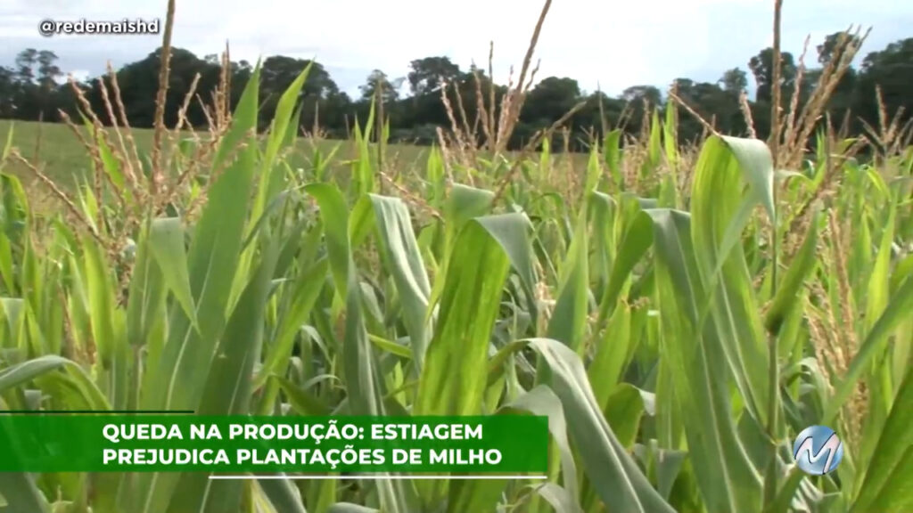 Queda na produção: Estiagem prejudica plantações de milho