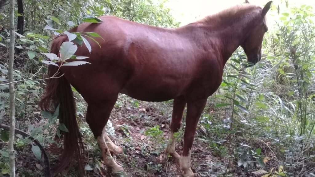 Nepomuceno: polícia recupera cavalo furtado