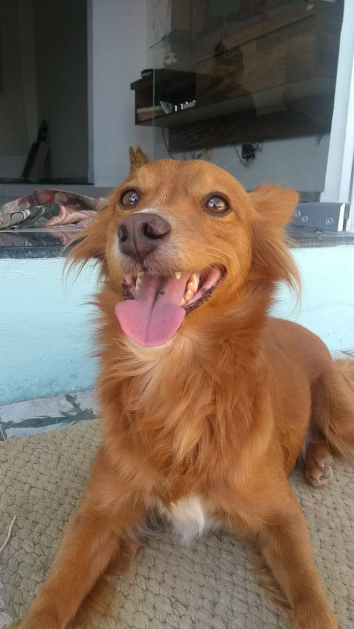 Me Ajuda Thibé Pet: “Snoppy” está desaparecido em Varginha