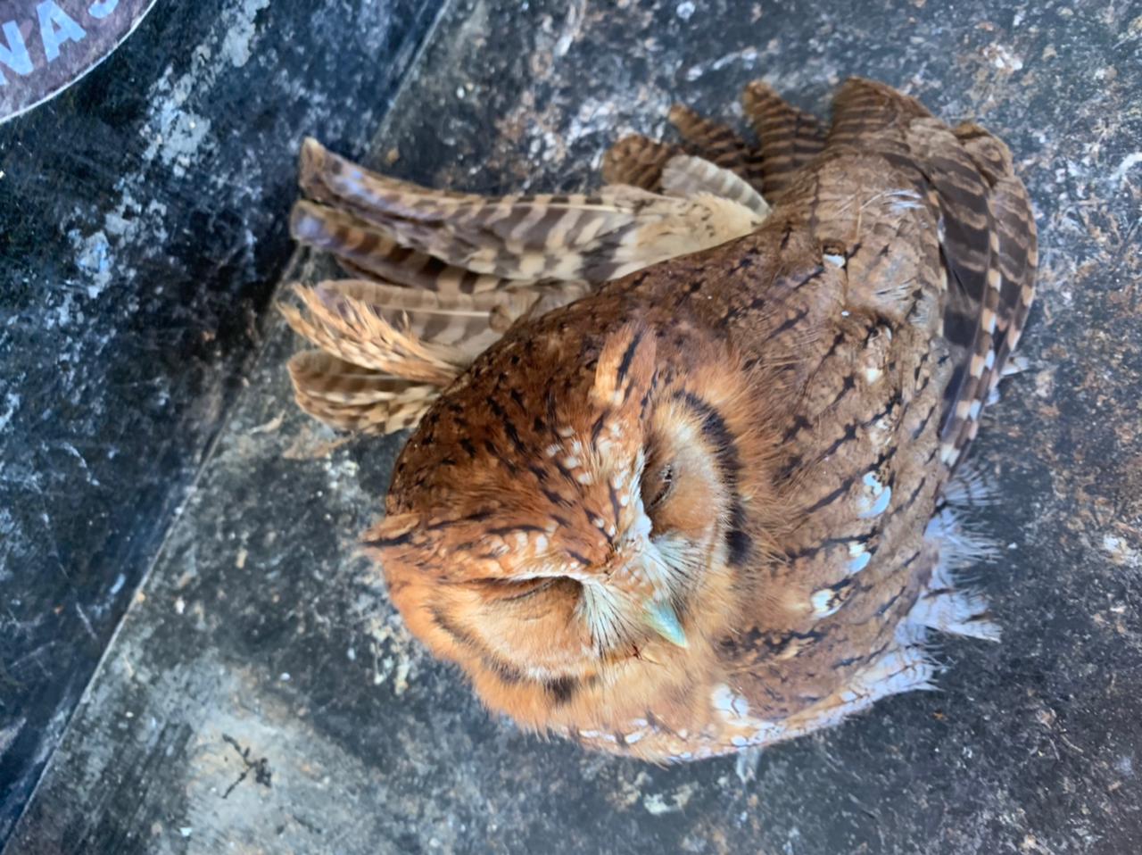 Varginha: bombeiros resgatam coruja