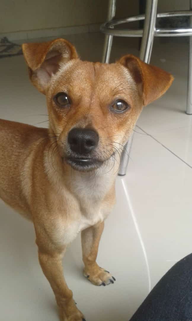 #MeAjudaThibéPet: “Pipoca” está desaparecido em Pouso Alegre