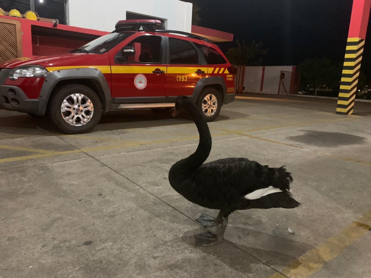 Ave é capturada pelos bombeiros em Varginha