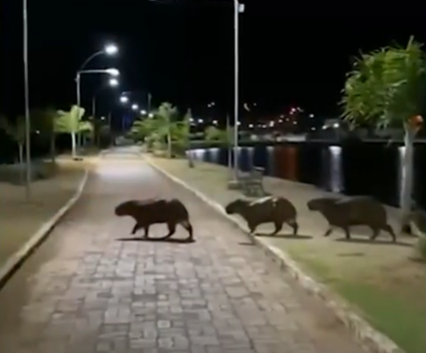 Flagra do mundo animal: família de capivaras é vista em Fama