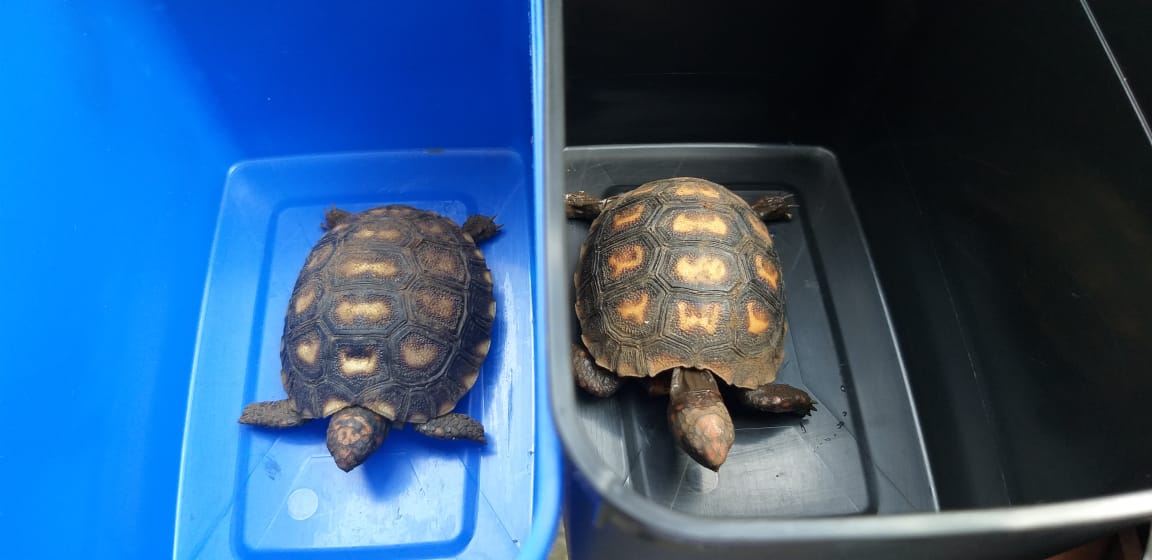 Juiz de Fora: Polícia Civil resgata animais silvestres que seriam vendidos em praça