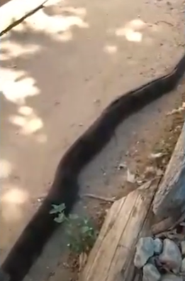 Três Corações: bombeiros capturam cobra