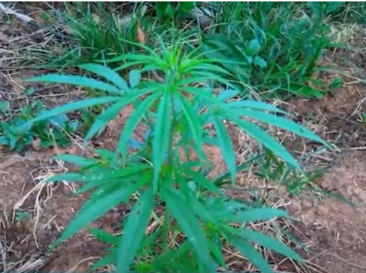 Campestre: PM descobre plantação de maconha em uma casa