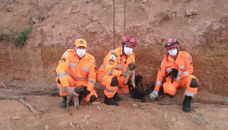 Deu trabalho aos bombeiros: cadela e filhotes são resgatados de buraco